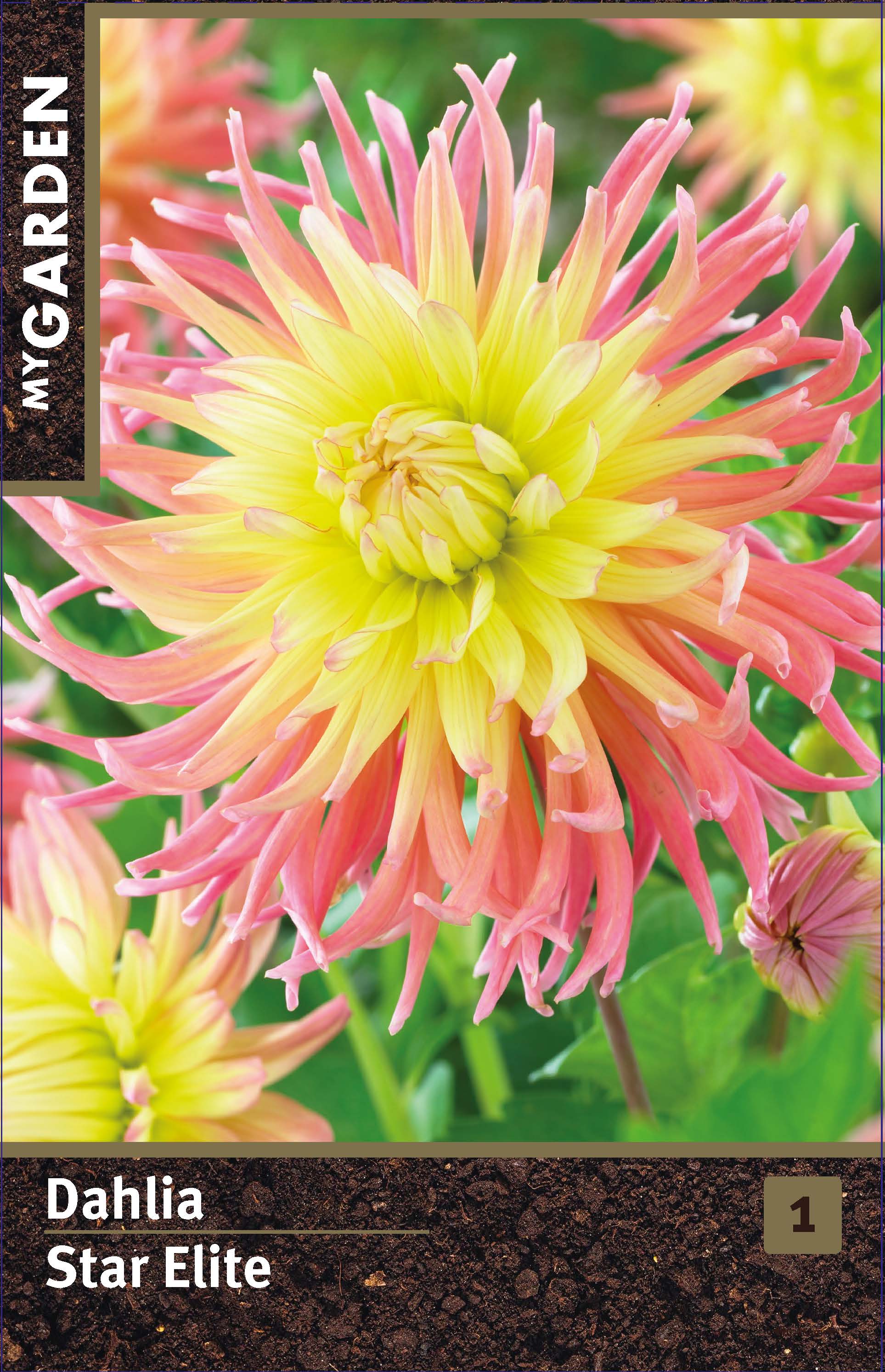 Георгина кактусовая Стар Элит